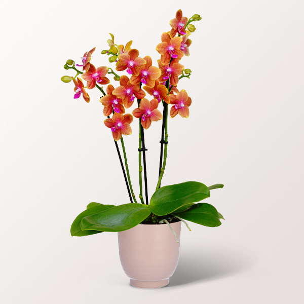 Orange Orchid In A Ceramic Pot