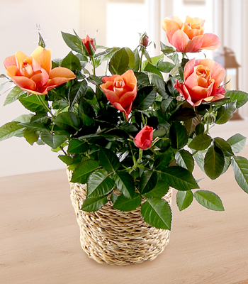 Orange Roses in Basket