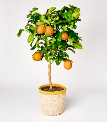 Orange Tree