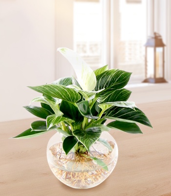 Philodendron Water Plant