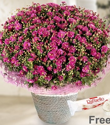 Pink chrysanthemum in a basket