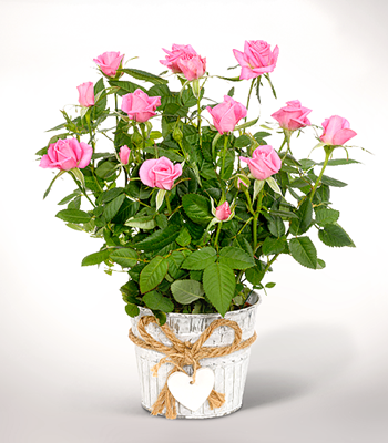 Pink Rose In Zinc Pot