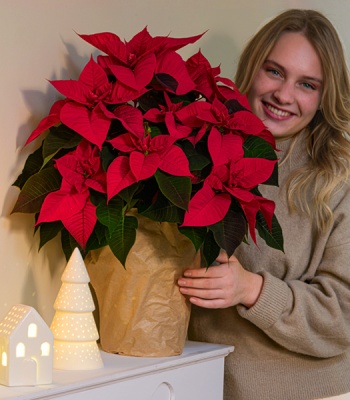 Poinsettia Plant in Paper Bag - Big Size