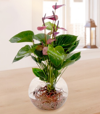 Purple Anthurium Water Plant