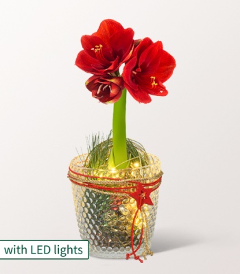 Red Amaryllis in Glass Vase