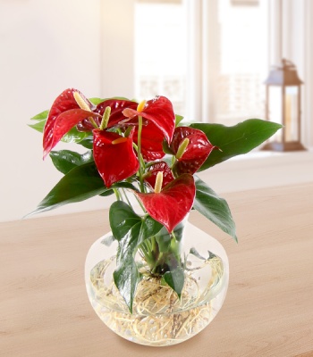 Red Anthurium Water Plant