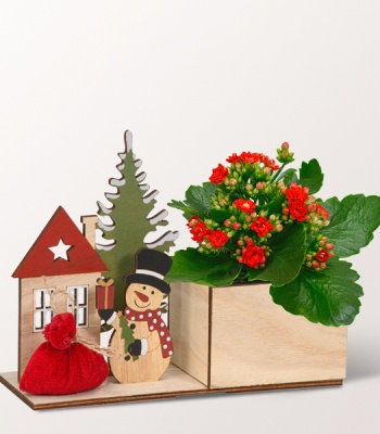 Red Kalanchoe Christmas Home Arrangement