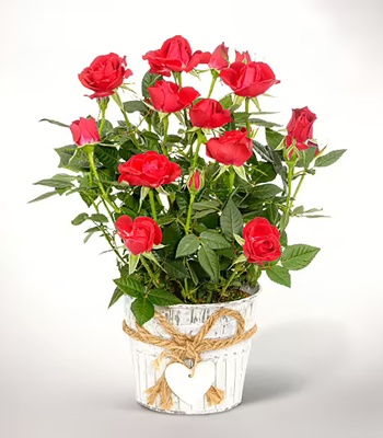 Red Rose in Zinc Pot