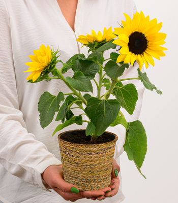 Sunflowers In Basket