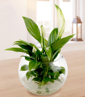 White Peace Lily Plant