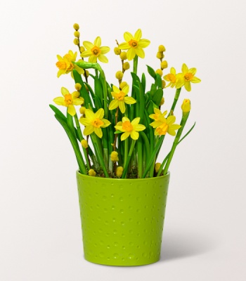 Yellow Daffodil Arrangement In Ceramic Pot