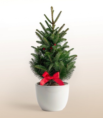 Mini Christmas Pine Tree