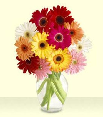 Gerberas Daisies Arrangement - 24 Stems