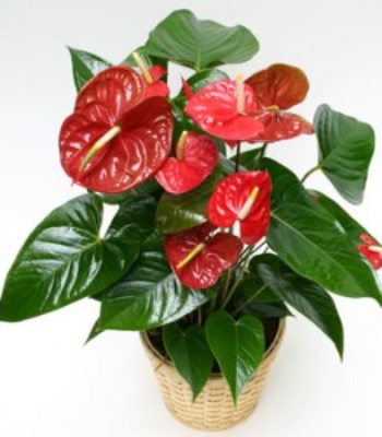 Anthurium Plant