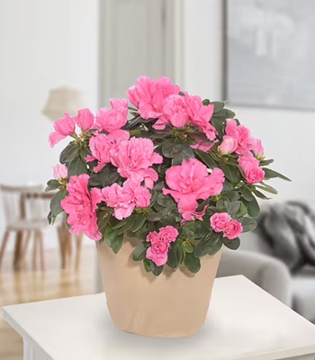 Azalea Plant