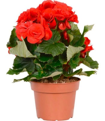 Begonia Plant