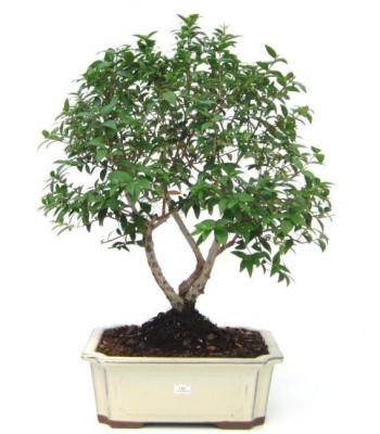 Bonsai Tree