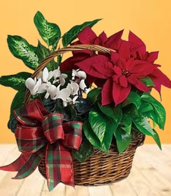 Christmas Plants Basket