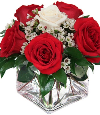 Christmas Red and White Roses