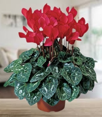 Cyclamen Plant