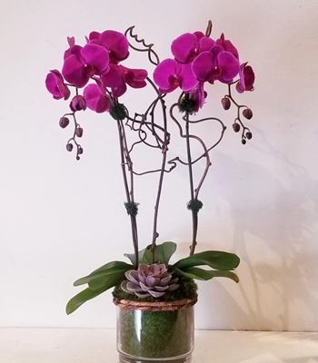 Dark Purple Orchid Plant