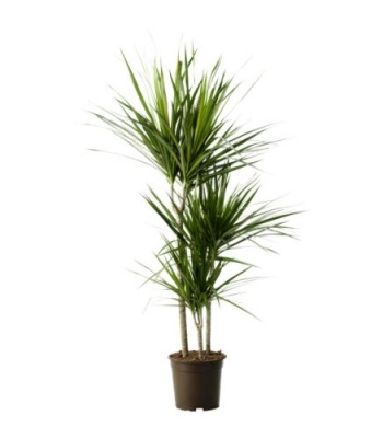 Dracena Plant