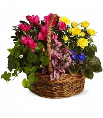 Flower Basket with flowering plants