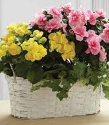 Flowering Plants Basket
