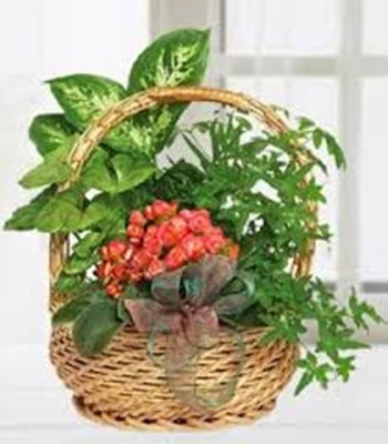 Green Plants Basket