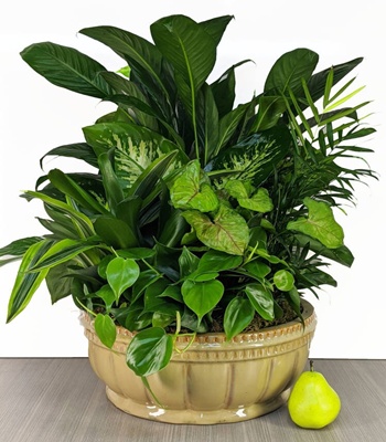 Green Plants - Assorted Garden Plants