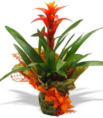 Guzmania Plant