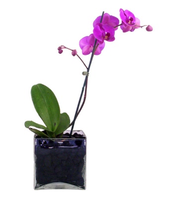 Orchid Plant