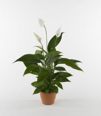 Peace Lily Plant