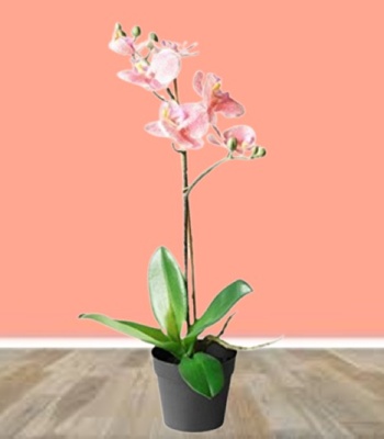 Peach Orchid Phalaenopsis Plant