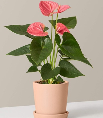 Pink Anthurium Plant