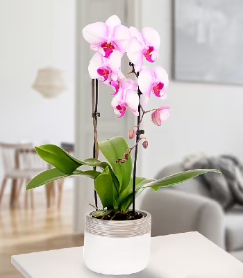 Pink Orchid Plant