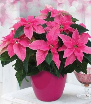 Pink Poinsettia Plant