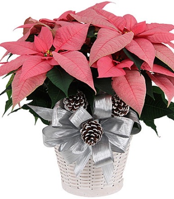 Pink Poinsettia Plant