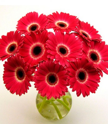 Red Gerbera Flower Bouquet