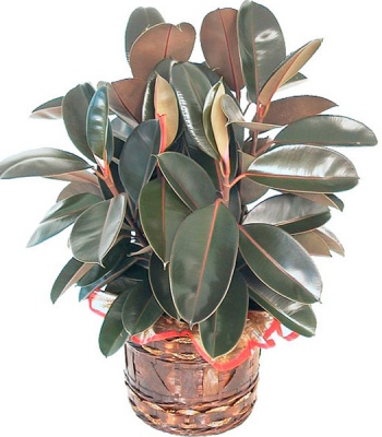 Rubber Plant