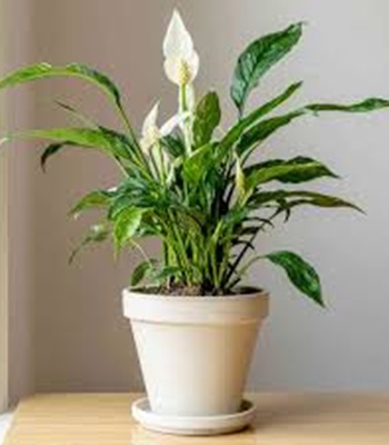 Spathiphyllum Plant