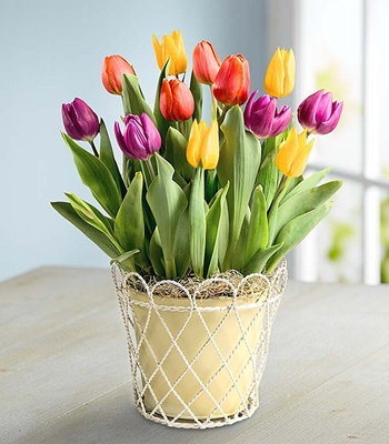 Tulip Flower Basket - Assorted Tulips