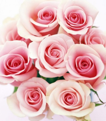 Valentine's Day Pink Rose Bouquet