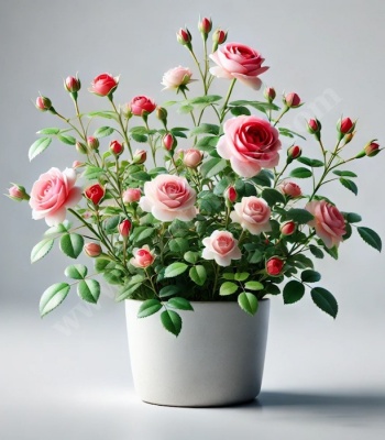 Valentine's Day Rose Plant