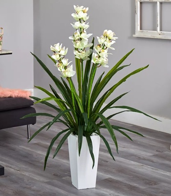 White Cymbidium Orchid Plant