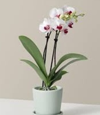 White Orchid Plant With Purple Heart