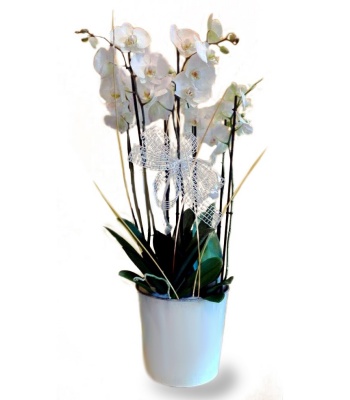 White Orchids