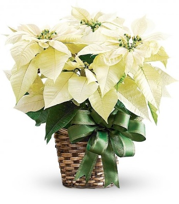 White Poinsettia Plant