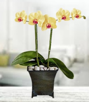 Yellow Orchid Plant With Purple Heart