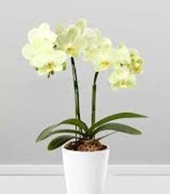 Yellow Orchid Plant